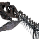 The skeleton of the unnamed carnivorous dinosaur.
